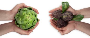 Eldeki enginarlar beyaza izole edilmiş. Erkek ellerinde BIO sebzeleri.