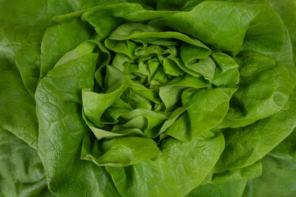 Close Juicy Leaves Lettuce Isolated White Background — Stock Photo, Image