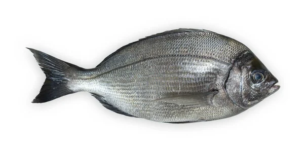 Pesce Dorada Isolato Sfondo Bianco Vista Dall Alto — Foto Stock