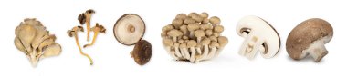 Beyaz arkaplanda izole edilmiş farklı mantar türleri