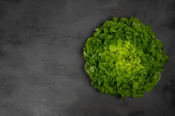 Juicy leaves of lettuce isolated on gray background. — Stock Photo, Image