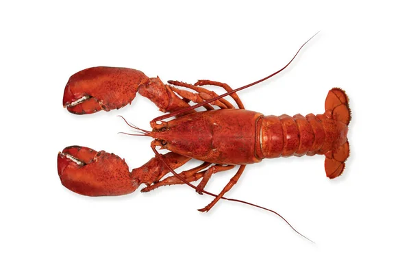 Lobster Isolated White Background — Stock Photo, Image