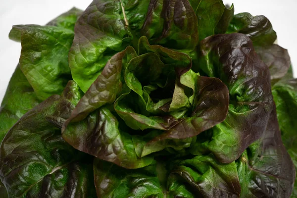 Close Juicy Leaves Lettuce Isolated White Background — Stock Photo, Image