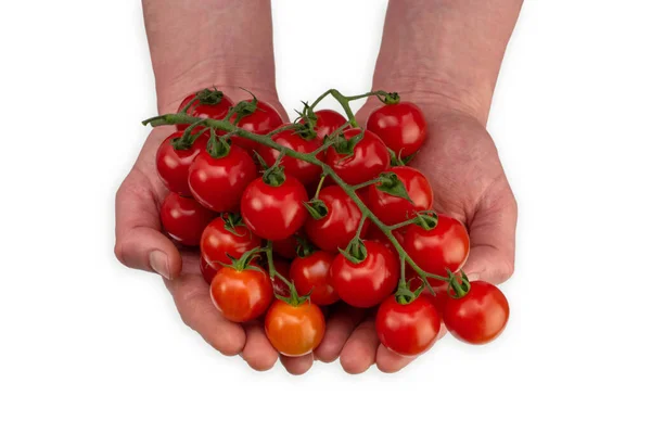 Varón Caucásico Sosteniendo Una Vid Llena Tomates Rojos Cereza Frescos —  Fotos de Stock