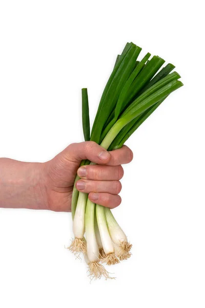 White Male Hand Holding Bunch Green Spring Onions Isolated White — Stock Photo, Image