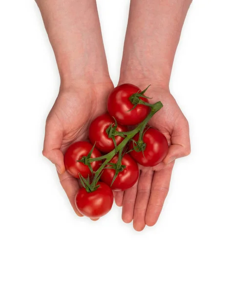 Varón Caucásico Sosteniendo Una Vid Llena Tomates Rojos Cereza Frescos —  Fotos de Stock