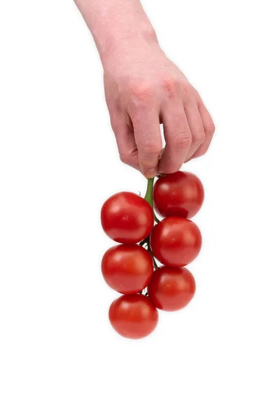 Biały Mężczyzna Trzymający Winorośl Pełną Świeżych Dojrzałych Czerwonych Pomidorów Wiśniowych — Zdjęcie stockowe