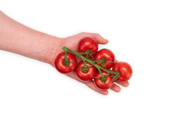 Varón Caucásico Sosteniendo Una Vid Llena Tomates Rojos Cereza Frescos —  Fotos de Stock