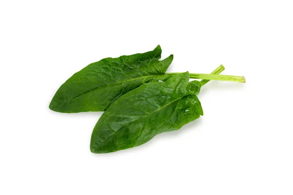 Spinach Leaf Isolated White Background Fresh Green Spinach Top View — Stock Photo, Image