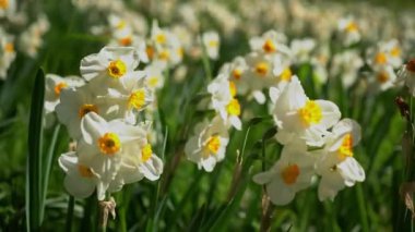Close Up Daffodils Yellow Field Meadow Easter Flower Nature Slow Motion Flare