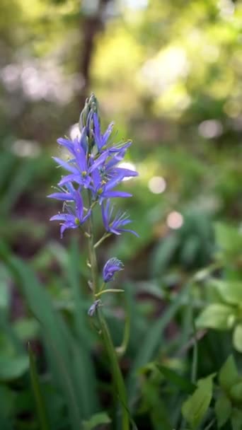 Blå hyacint på våren i naturen. Blå blommor. — Stockvideo