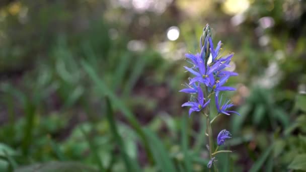 Μπλε Υάκινθος την άνοιξη στη φύση. Μπλε άνθη. — Αρχείο Βίντεο