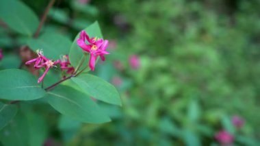 Kapalı kapılar ardında pembe çiçekler. Çiçekler..