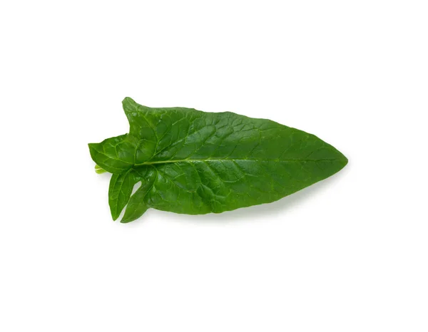Spinach leaf isolated on white background. Fresh green spinach Top view. Flat lay. — Stok Foto