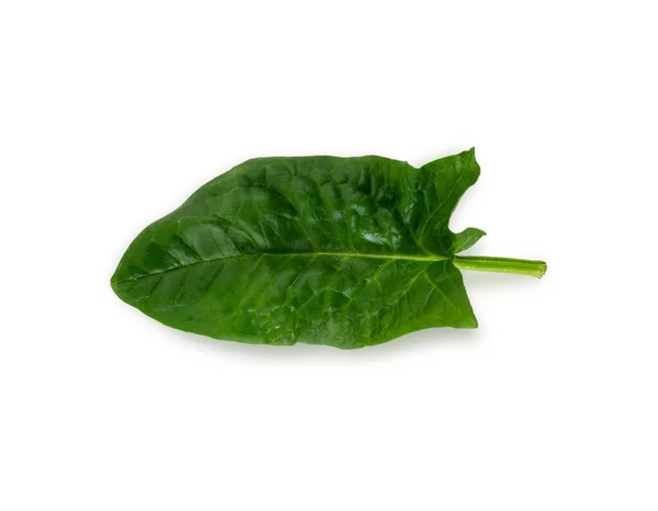 Spinach leaf isolated on white background. Fresh green spinach Top view. Flat lay. — Stok Foto