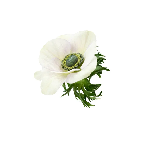 White anemome white green center isoated on white background. — Foto de Stock