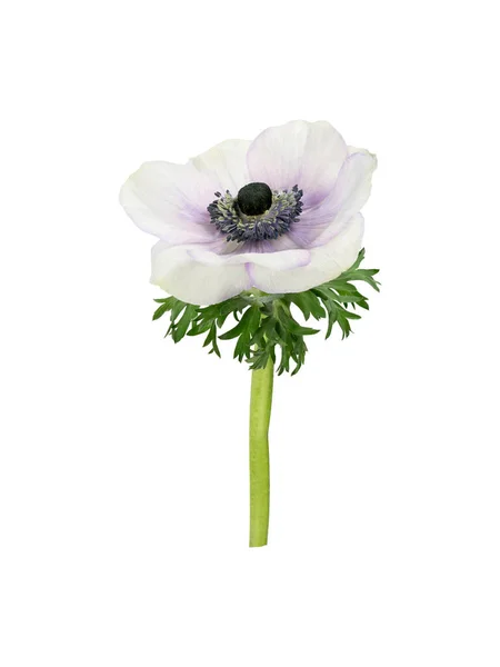 White and purple anemome with black center and green leafs isoated on white background. — Foto de Stock