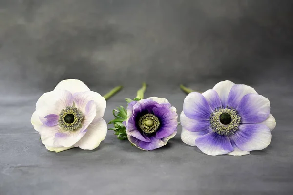 Bouquet of anemone flowers on grey stone background. White, purple and violet flowers. Copy space — Stock Fotó