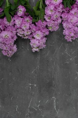 Gri arka planda mor bahar çiçekleri. Uzayı kopyala Mathiola çiçekleri.