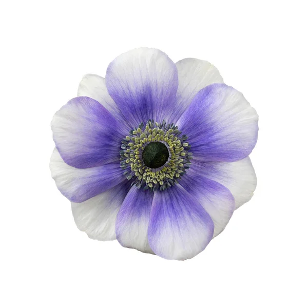 White Purple Anemone Flower Head Isolated White Background Top View — Foto de Stock