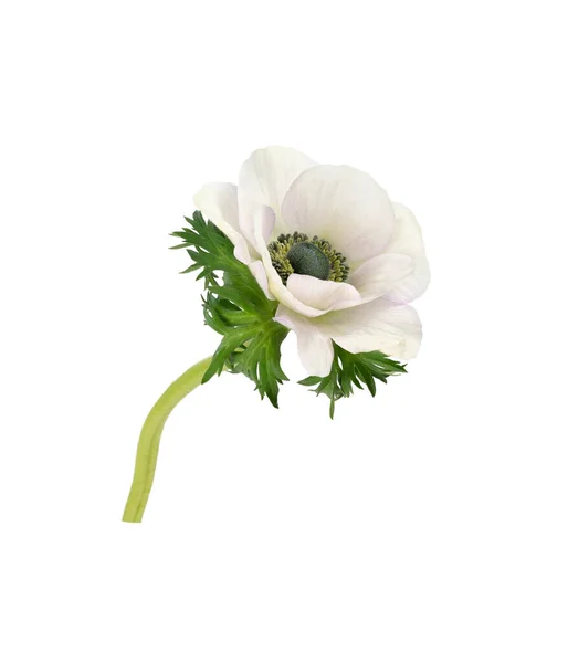 White Anemome Isoated White Background Spring Flowers Isoalted — Foto de Stock