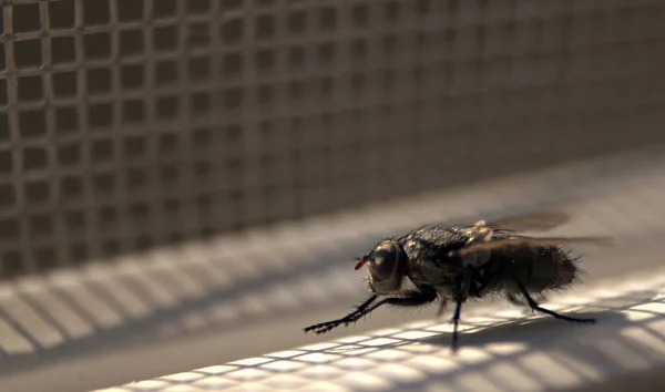 Sinek patilerini ovuşturur