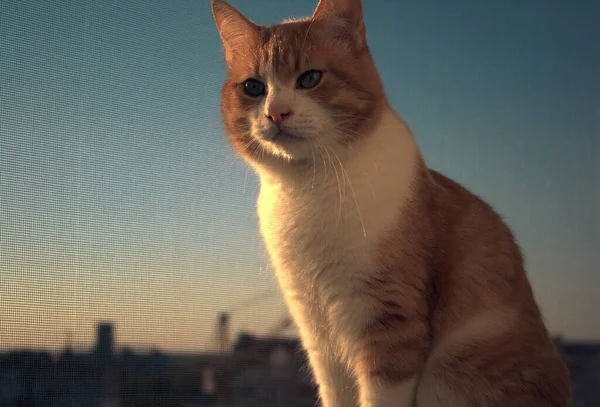 Ginger  cat sits on the window — Stock Photo, Image