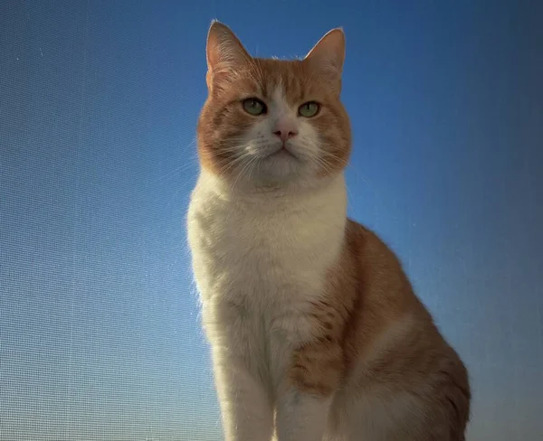 Kızıl kedi pencerede oturur