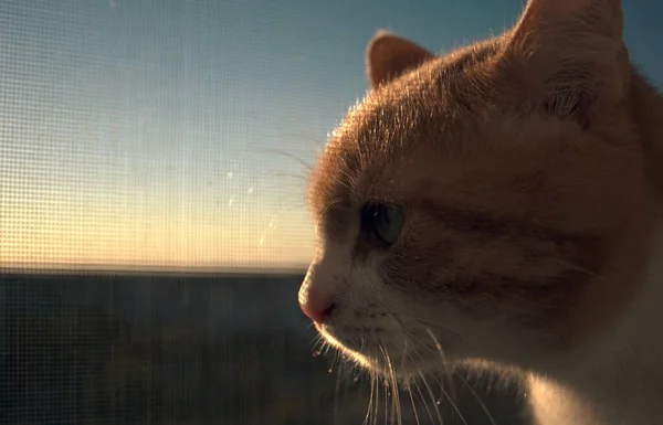 Τζίντζερ γάτα κάθεται στο παράθυρο — Φωτογραφία Αρχείου