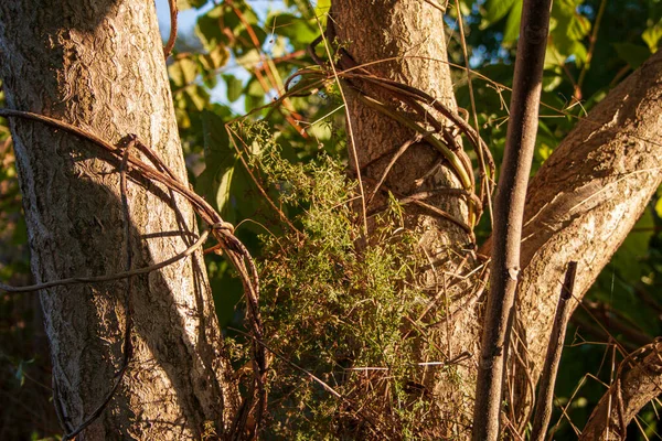 Asma bir ağacın gövdesine dolanır. - Güzel doğa.