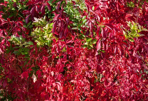 Bir çit veya duvarın dekorasyonu için kırmızı ve çok renkli (genç kız) üzüm yaprakları (Latince adı Parthenocissus) yakın plan.