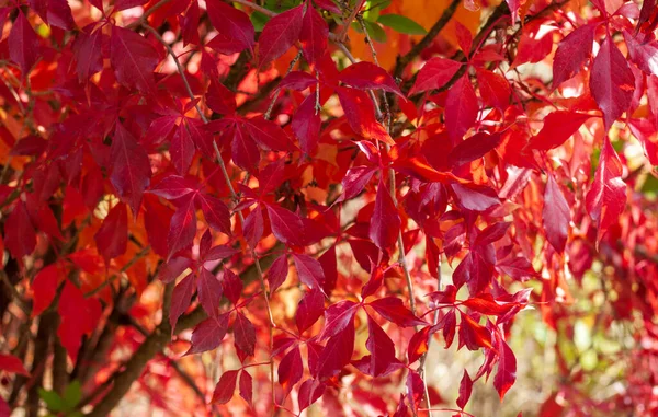 Bir çit veya duvarın dekorasyonu için kırmızı ve çok renkli (genç kız) üzüm yaprakları (Latince adı Parthenocissus) yakın plan.