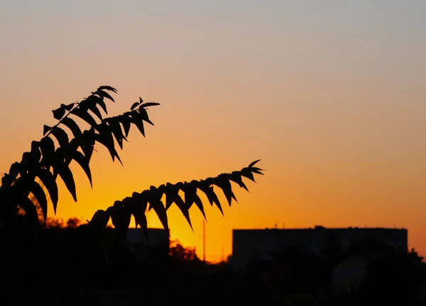 Orange sunset and palm leaves in the city.