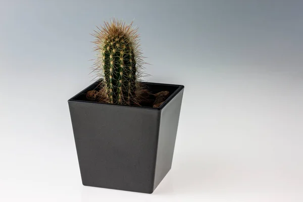 Kaktüs saksısı beyaz arkaplanda izole..
