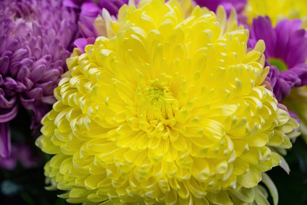 Solitaire Velours Jaune Fleur Chrysanthème Gros Plan — Photo