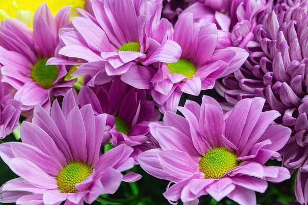 Colorful Purple Petal Chrysanthemum Flowers Close — Stock Photo, Image