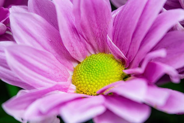 Beautiful Pink Chrysanthemum Petals Close — Stock Photo, Image