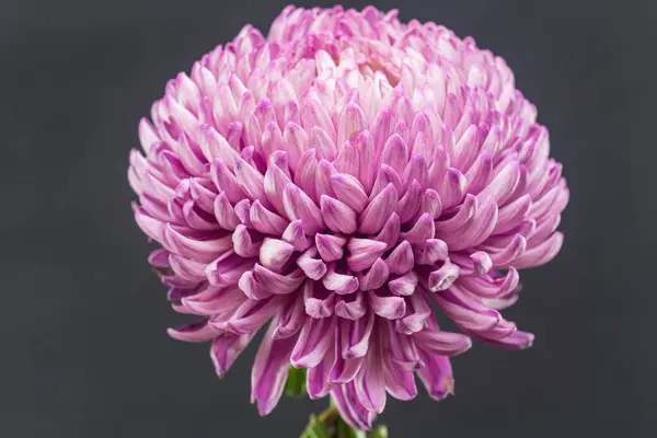 Lush Purple Chrysanthemum Flower Close — Stock Photo, Image