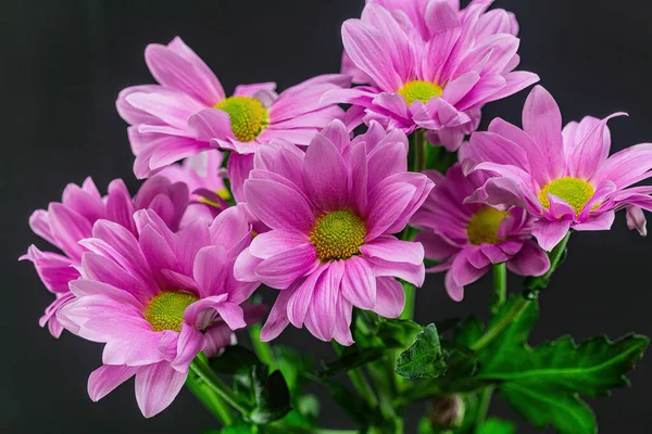 黒の背景にピンク色の菊の花束 — ストック写真
