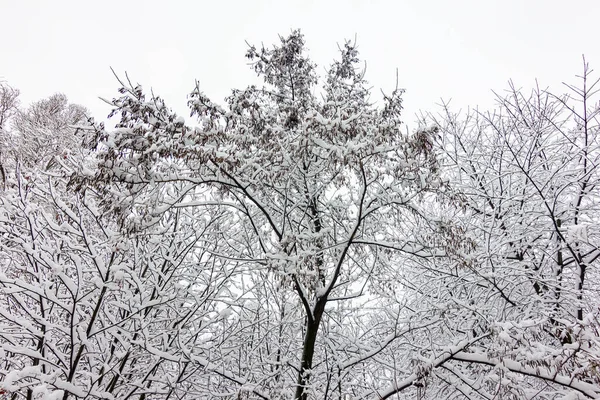 Winter Landscape Trees Covered Snow — Stock Photo, Image