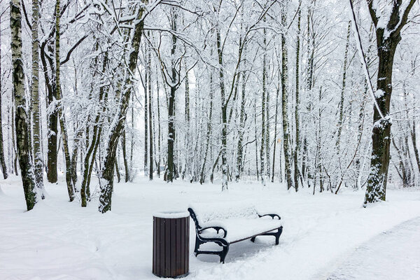 Winter landscape in a snowy winter park