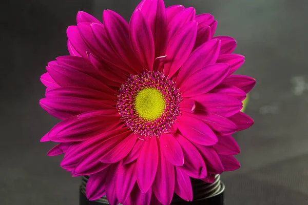 Fuchsia Gerber Flower Black Background Close — Stock Photo, Image