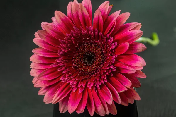 黒地にゲルバーの一種のフクシアの花をクローズアップ ストック写真