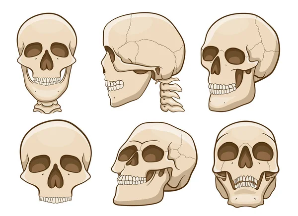 Skull Vector Design Illustration Isolated White Background — 스톡 벡터