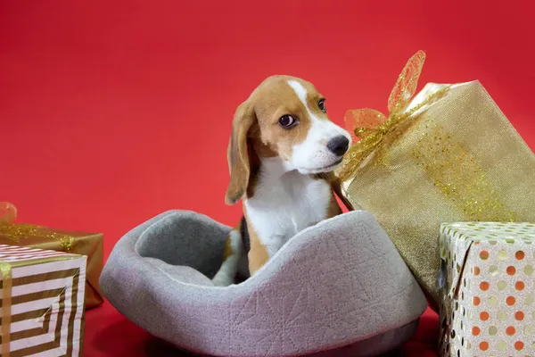 Szczeniaczek Beagle Czerwonym Tle Wyciąga Kokardkę Kłami Patrzącymi Kamerę Pies — Zdjęcie stockowe