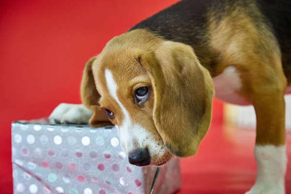 Close Beagle Puppy Red Background Gnawing Beautifully Packaged Gift Dog — Stock Photo, Image