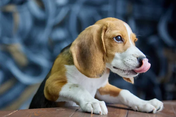 Beagle Dog Climbed Its Front Paws Dark Wood Table Search — Stock Photo, Image