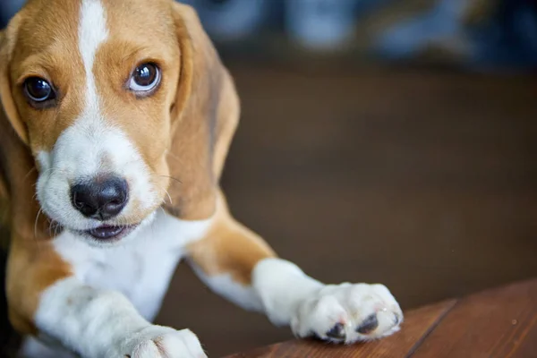 Purebred Beagle Puppy Looks Intently Camera Standing Its Front Paws — Stock Photo, Image