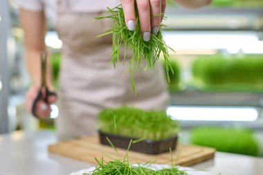 Önlük giymiş güzel bir kadının elleri beyaz bir tabağa taze kesilmiş mikro yeşillikler döker. Sulu, yeşil, taze yetişmiş bitkilerle sağlıklı beslenme kavramı.