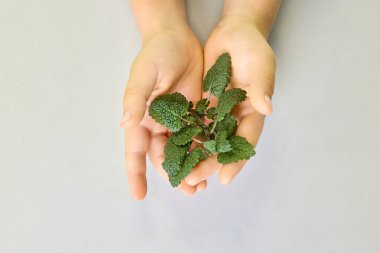 Gri arka planda çocukların ellerinde yeşil nane yaprağı. Mikro-yeşillik ekimi ve ekolojisi kavramı